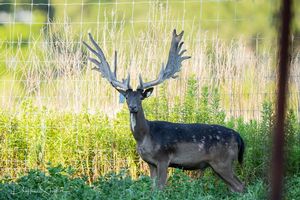 Fallow Deer