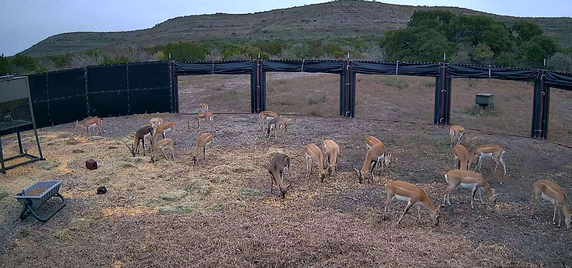 Blackbuck Antelope