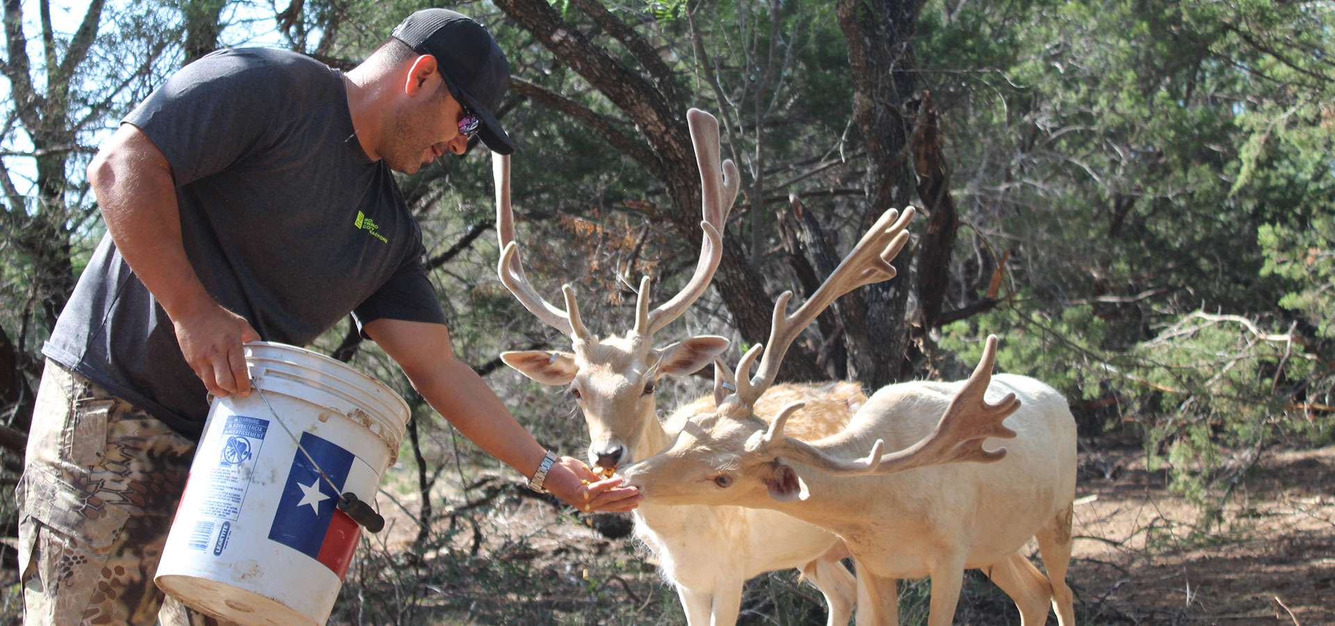 Feeding Fallow Deer