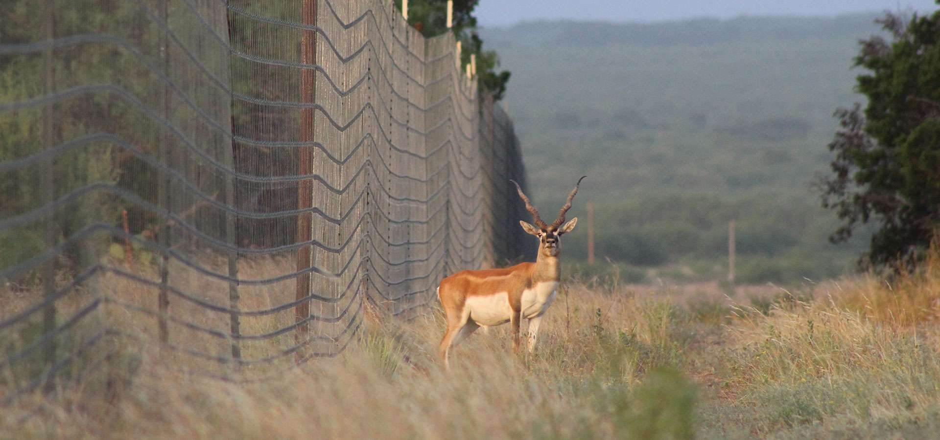 Blackbuck