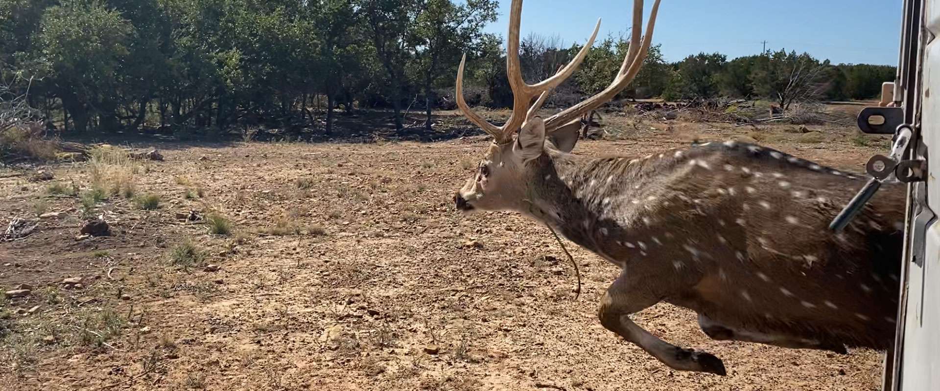 Axis Deer Trapping Services in Texas