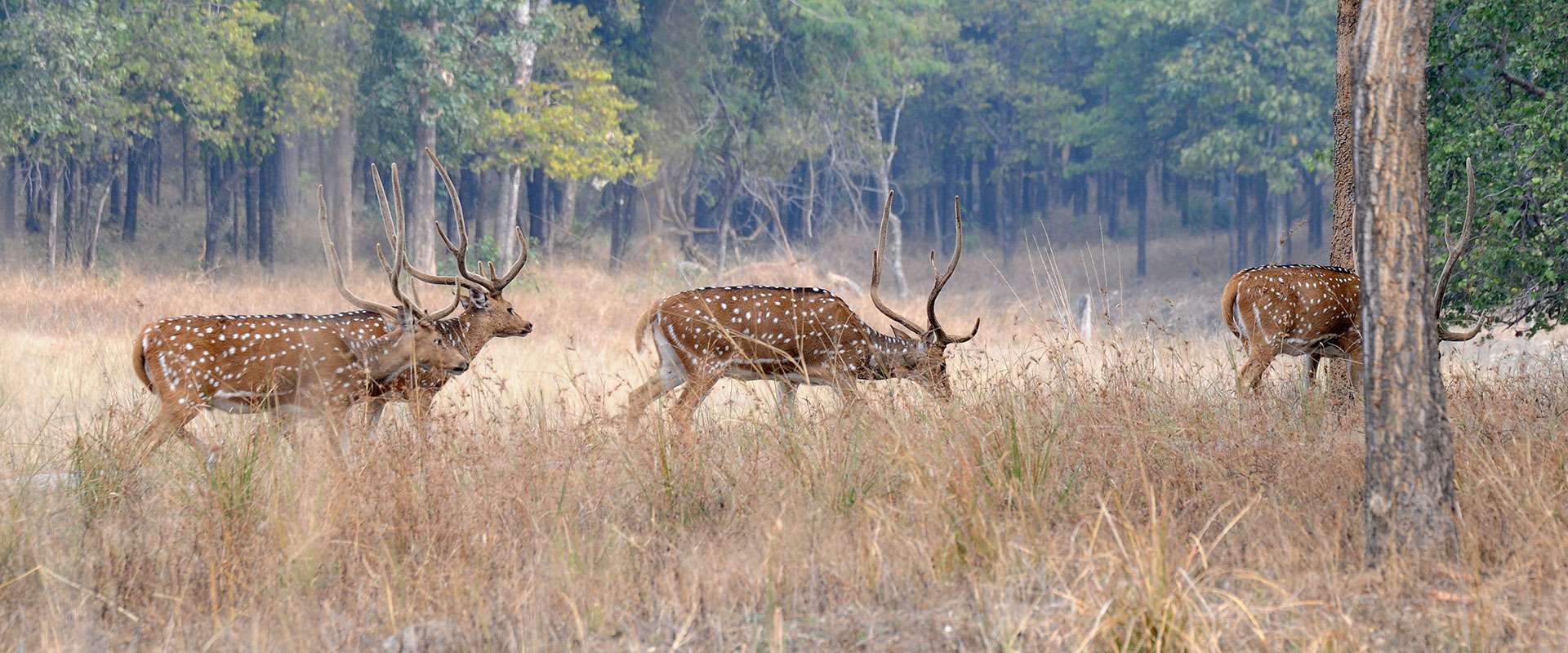 Trapping Industry & History of Exotics in Texas