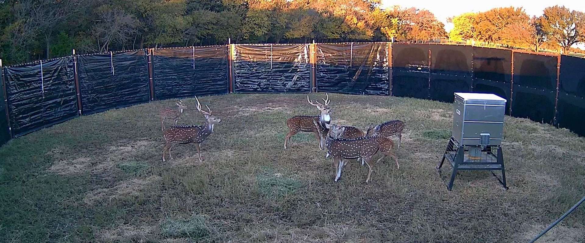 FAQ: Common Questions About Game Trapping & Exotics in Texas