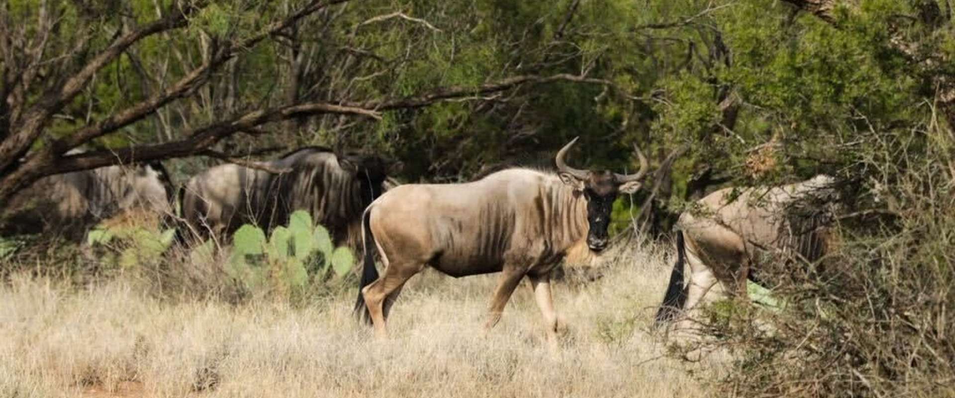 Wild Game Transport in Texas