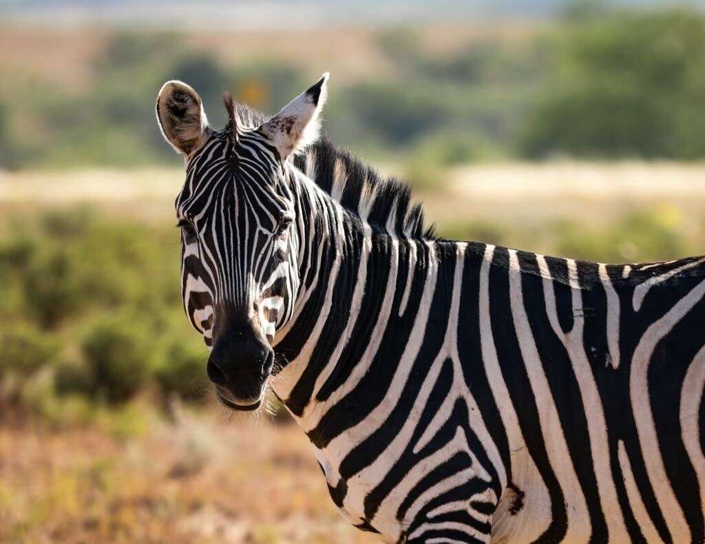 Zebra in Texas