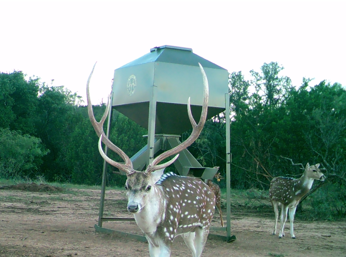 Texas Axis Deer Trapping