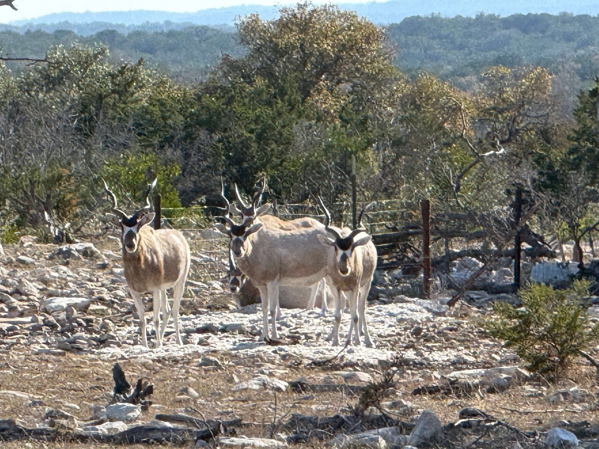 Addax Addax
