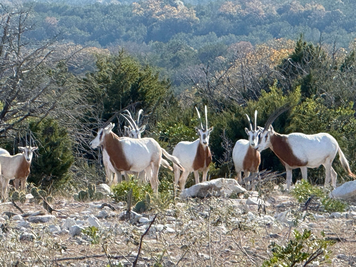 Scimitar-Horned Oryx Scimitar-Horned Oryx
