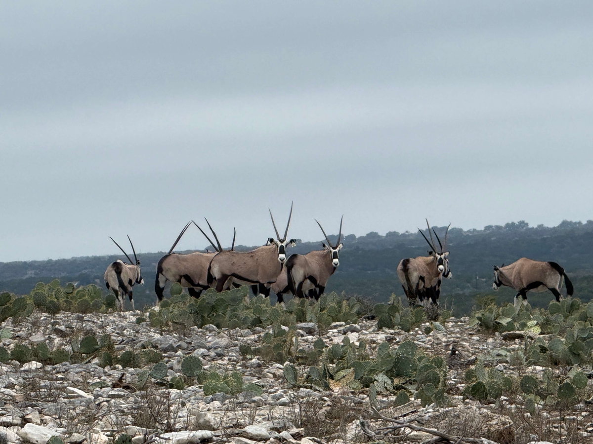 Gemsbok Gemsbok