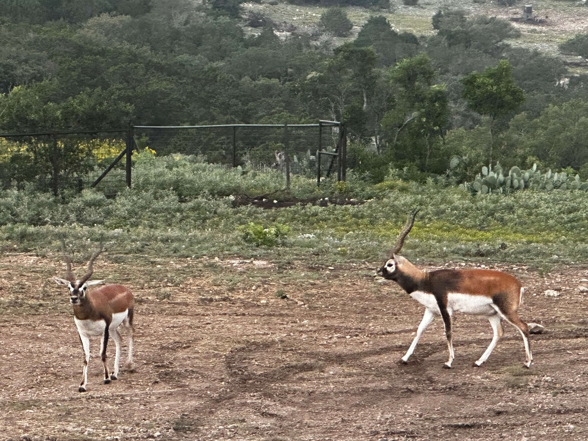 Blackbuck Blackbuck