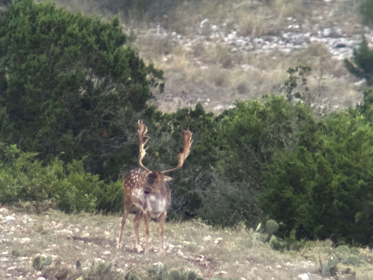 Fallow Deer Fallow Deer