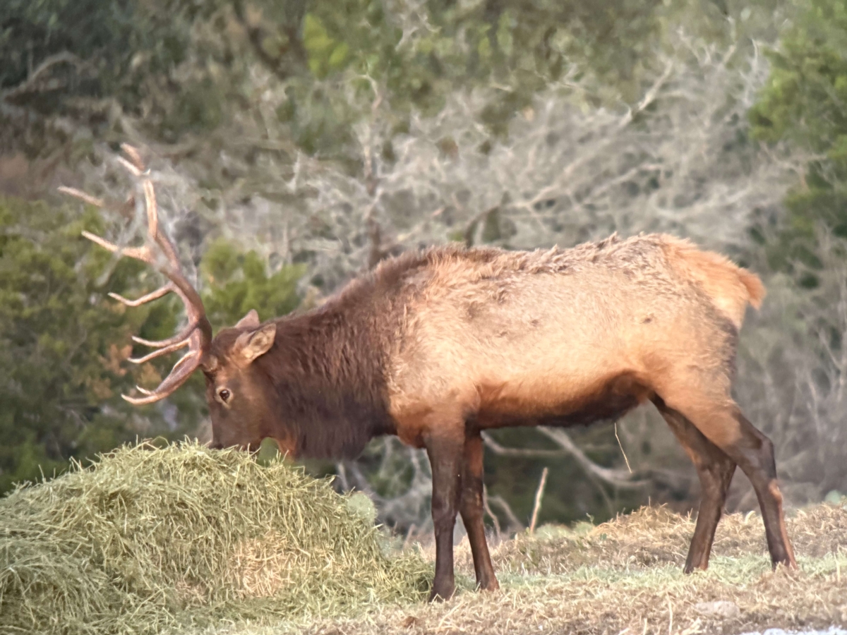 Elk Elk