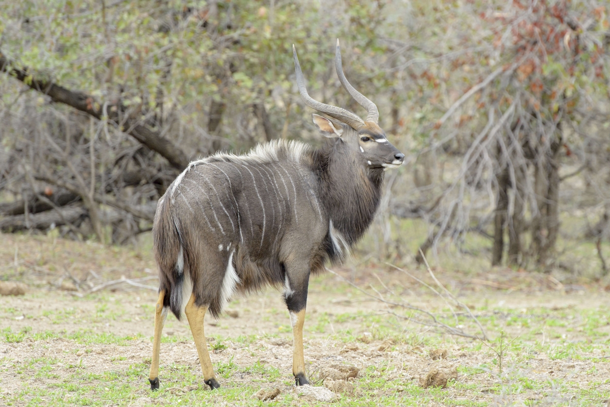 Nyala Nyala