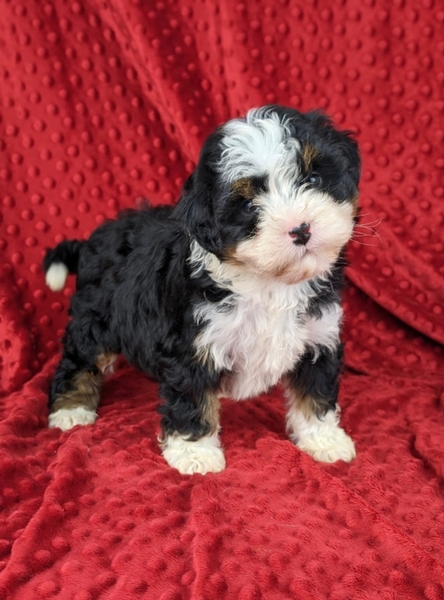 Why Choose a Mini Bernedoodle