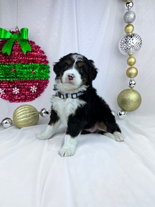 Lindy mini bernedoodle puppy 