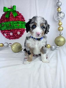 Loki mini bernedoodle puppy 