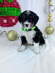 Larry, mini Bernadoodle puppy