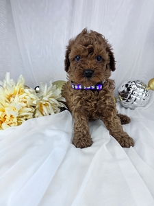 Sandy cavapoo puppy