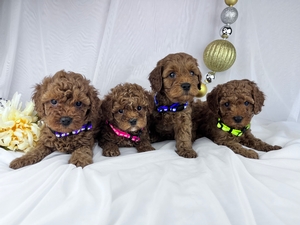 Jett and Sandra’s F1B Cavapoo Puppies 