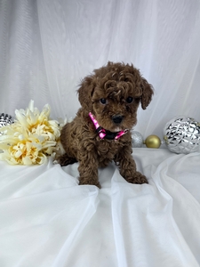 Sky cavapoo puppy