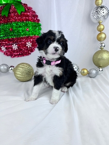 Lizzie, mini Bernadoodle puppy