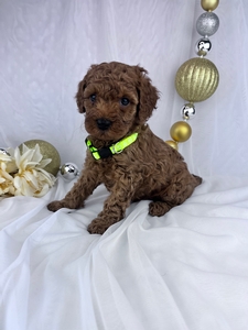 Silas cavapoo puppy