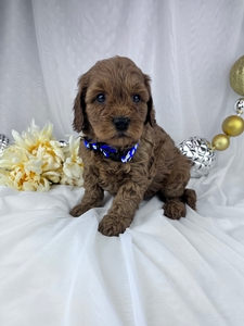 Simon cavapoo puppy