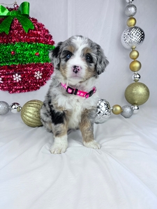 Lisa mini bernedoodle puppy 