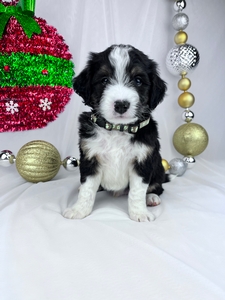 Leo, mini Bernedoodle puppy