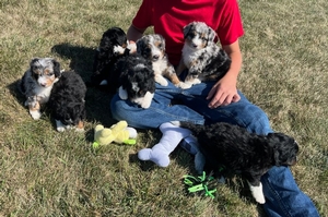 Sky and Cyclone's mini Bernadoodle litter