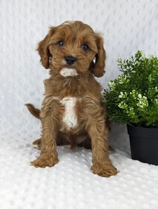 F1 Cavapoo Spike