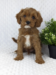 Cavapoo Puppies Annie and Diamonds litter