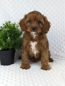 F1 Cavapoo Simba