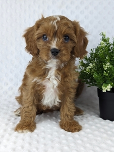 F1 Cavapoo Suzzie