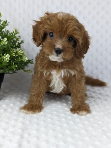 F1 Cavapoo Sandra 