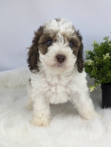 Mini Poodle Dallas