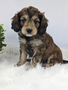 Cavapoo Puppies Jade and Gavins' litter