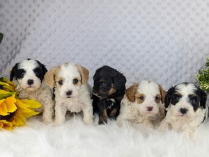 Jewel & Benjie's Cavapoo litter