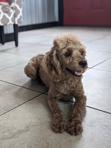 Cavapoo Lucy