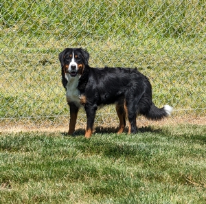 Bernese Mountain Dog Josie