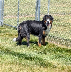 Bernese Mountain Dog Josie