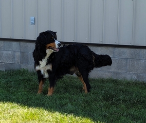 Bernese Mountain Dog Lucky Miss Layla