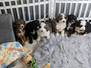 Leana and Benjie's litter mini Bernadoodle puppies 