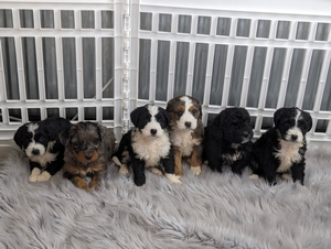 Alexis and Benjie's litter Mini Bernadoodles