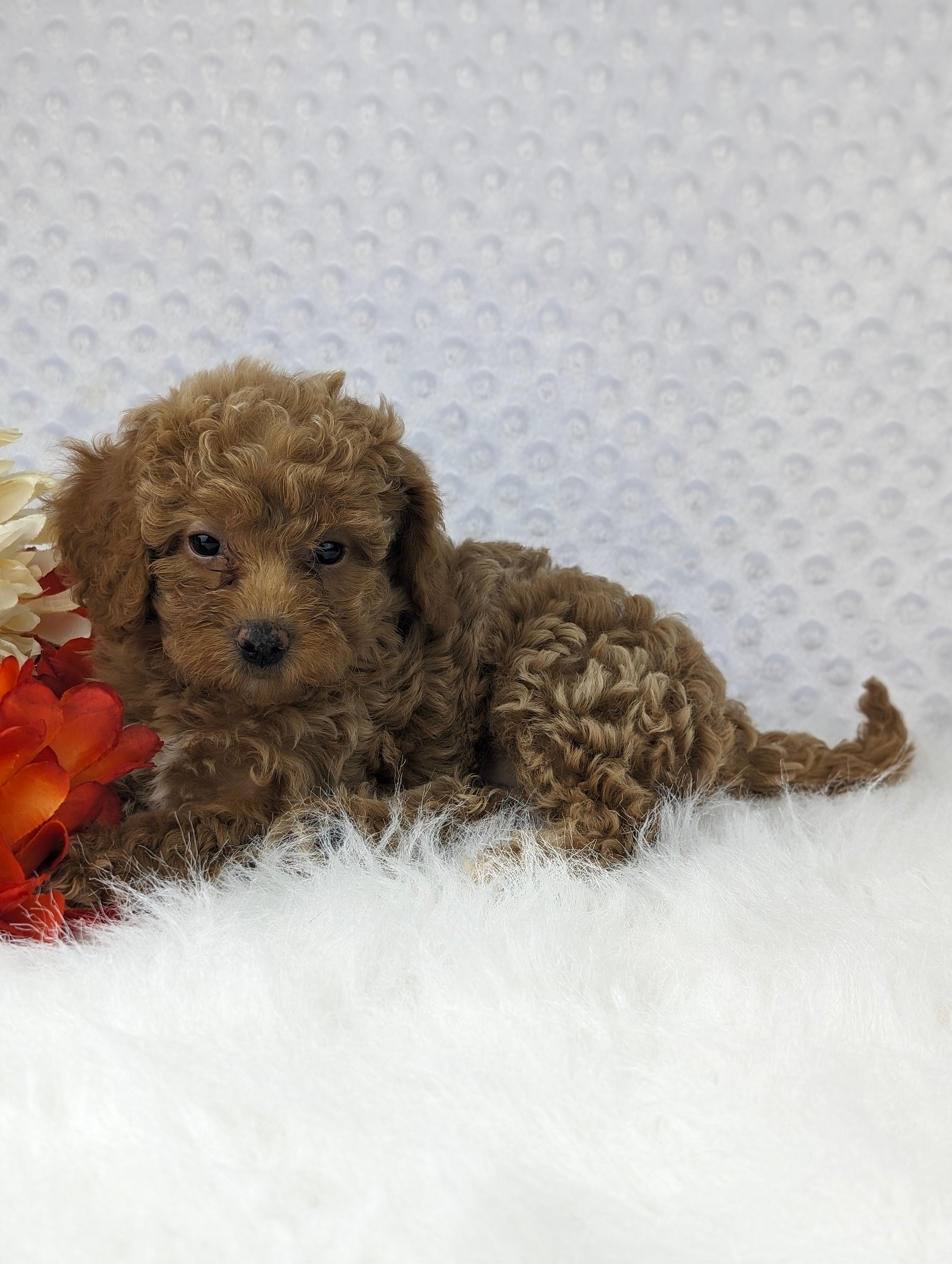 Miss Jenna cavapoo puppy