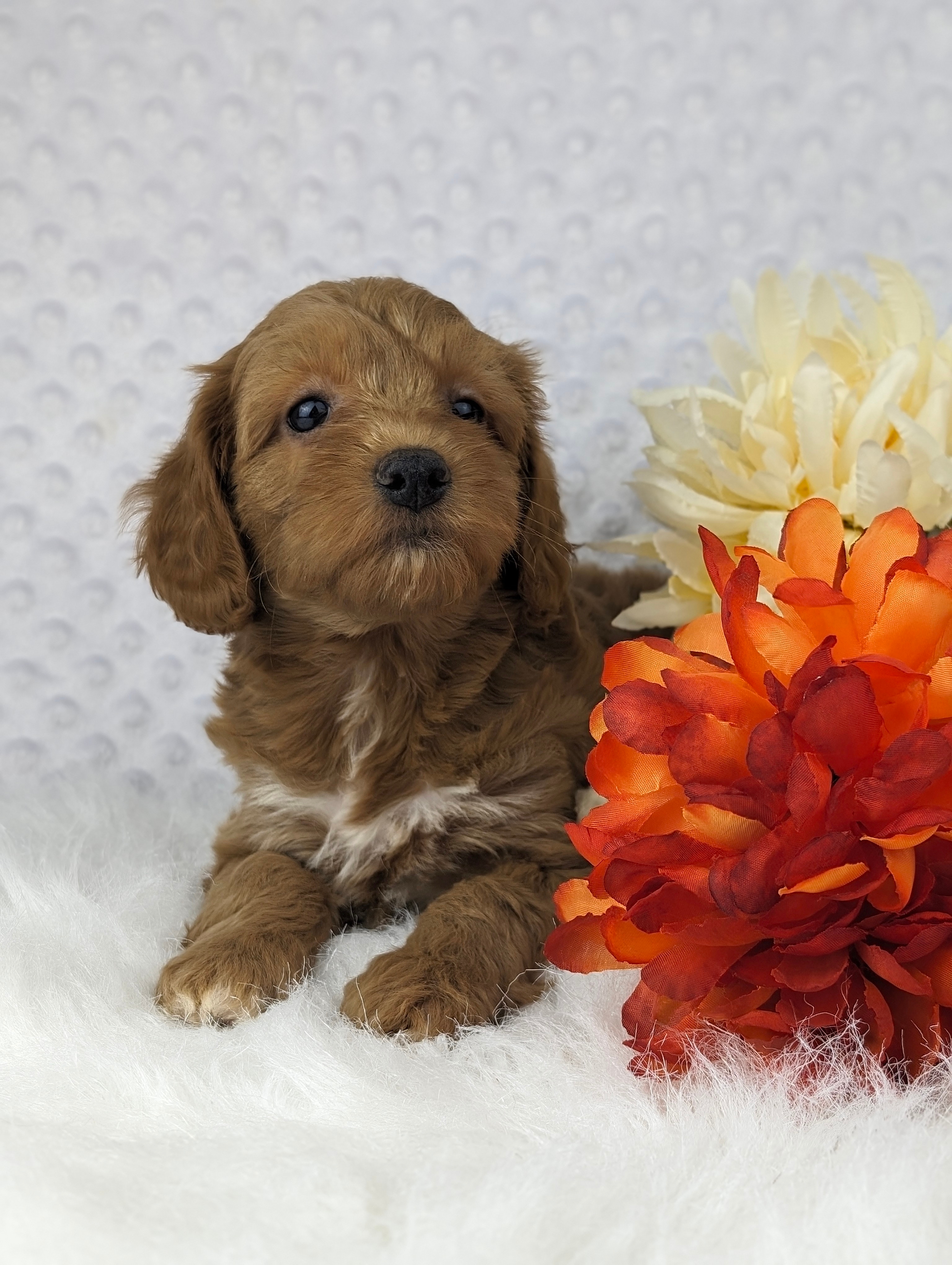 Miss Jazzy cavapoo puppy