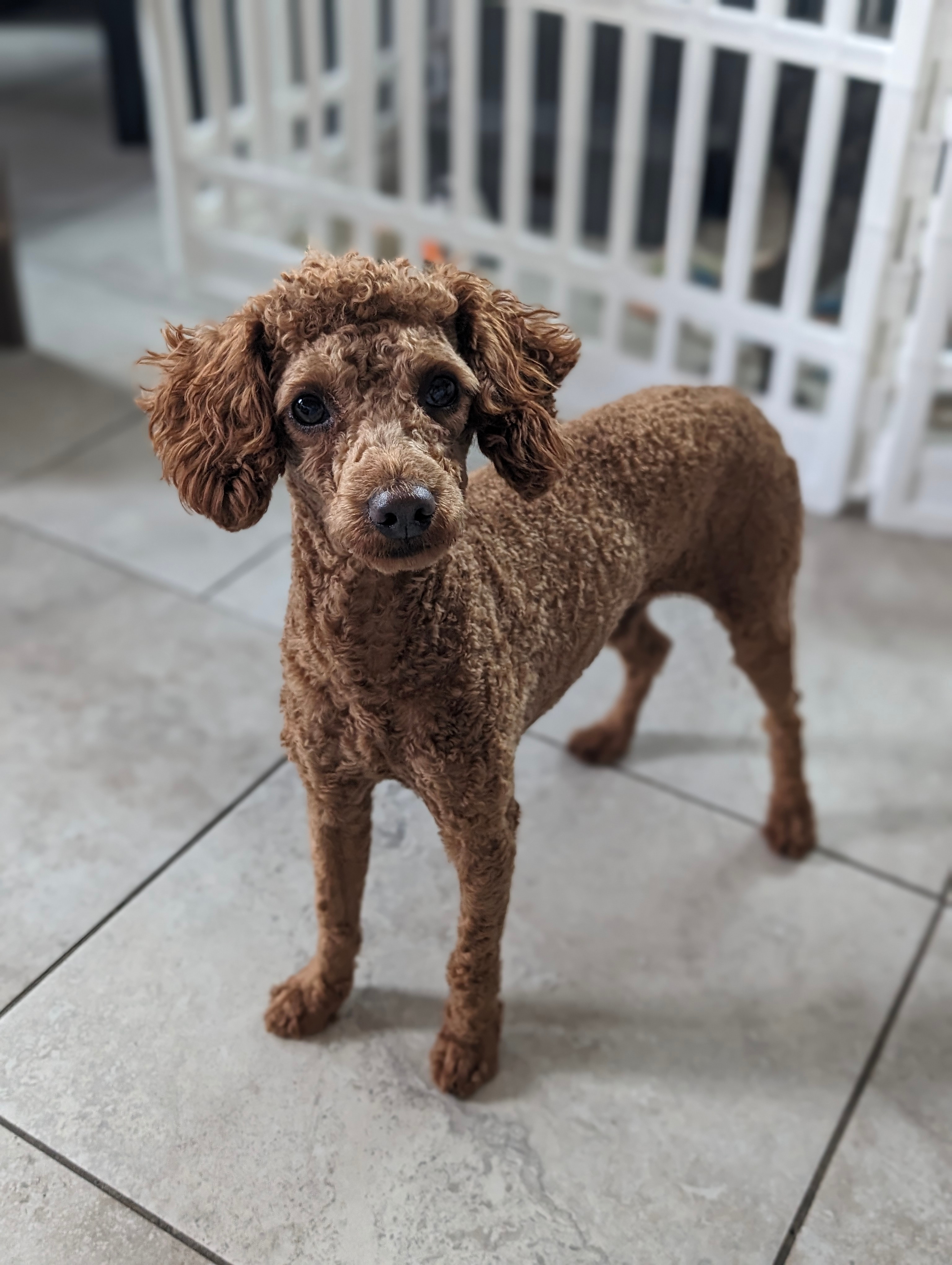 Mini Poodle Jett