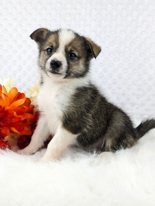 Daisy Pomsky Sheba Puppy 