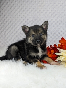 Luke pomsky Sheba puppy