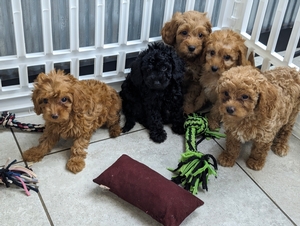 Jade and Jetts Cavapoo puppies 